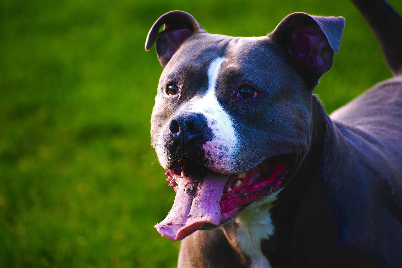 Pibull zagryzł psa w Poznaniu