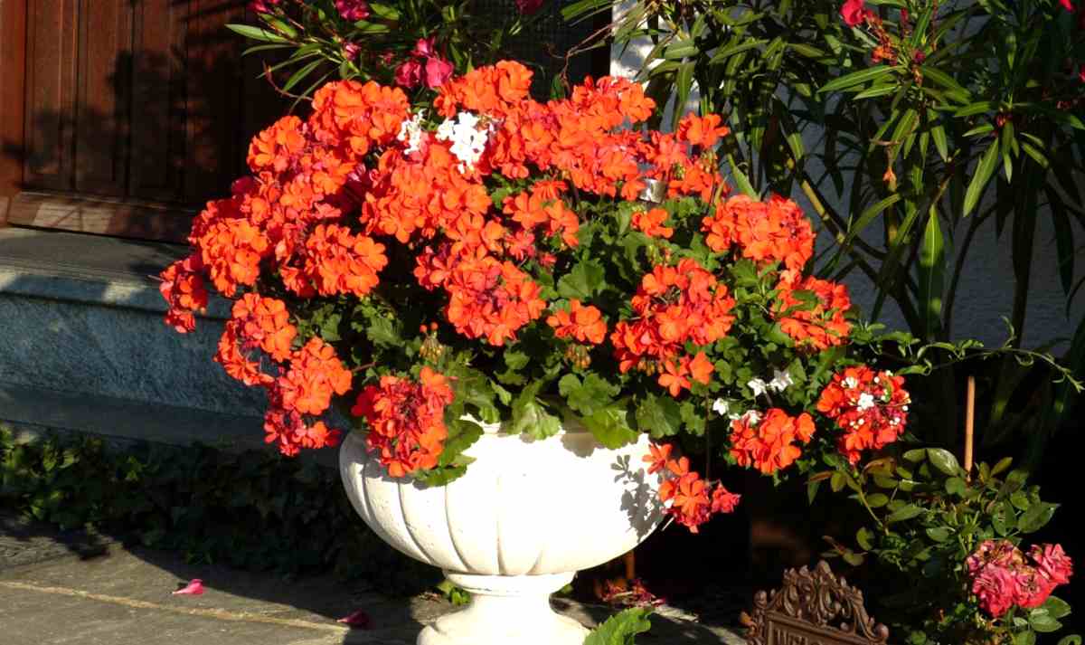pelargonia