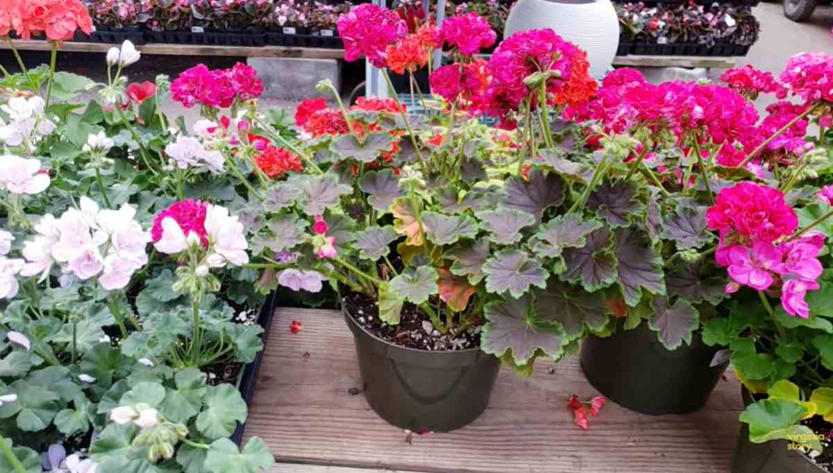 pelargonie