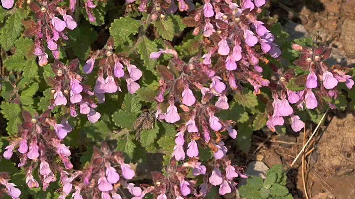Ożanka właściwa (Teucrium chamaedrys)