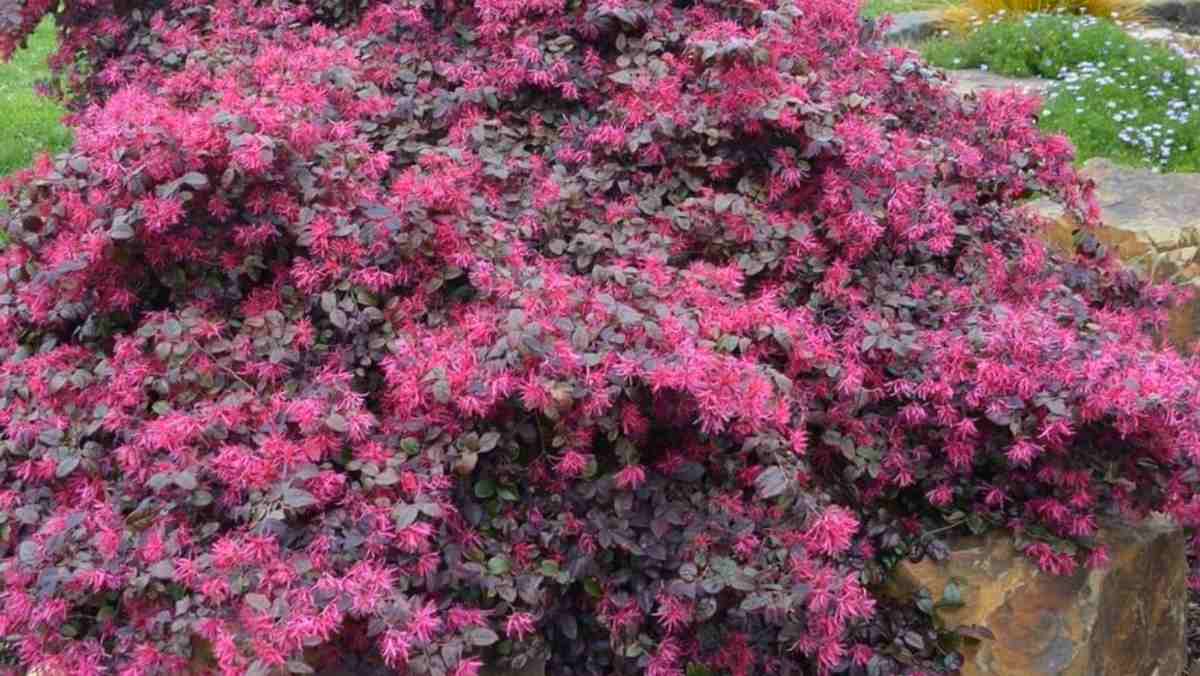 Loropetalum chińskie