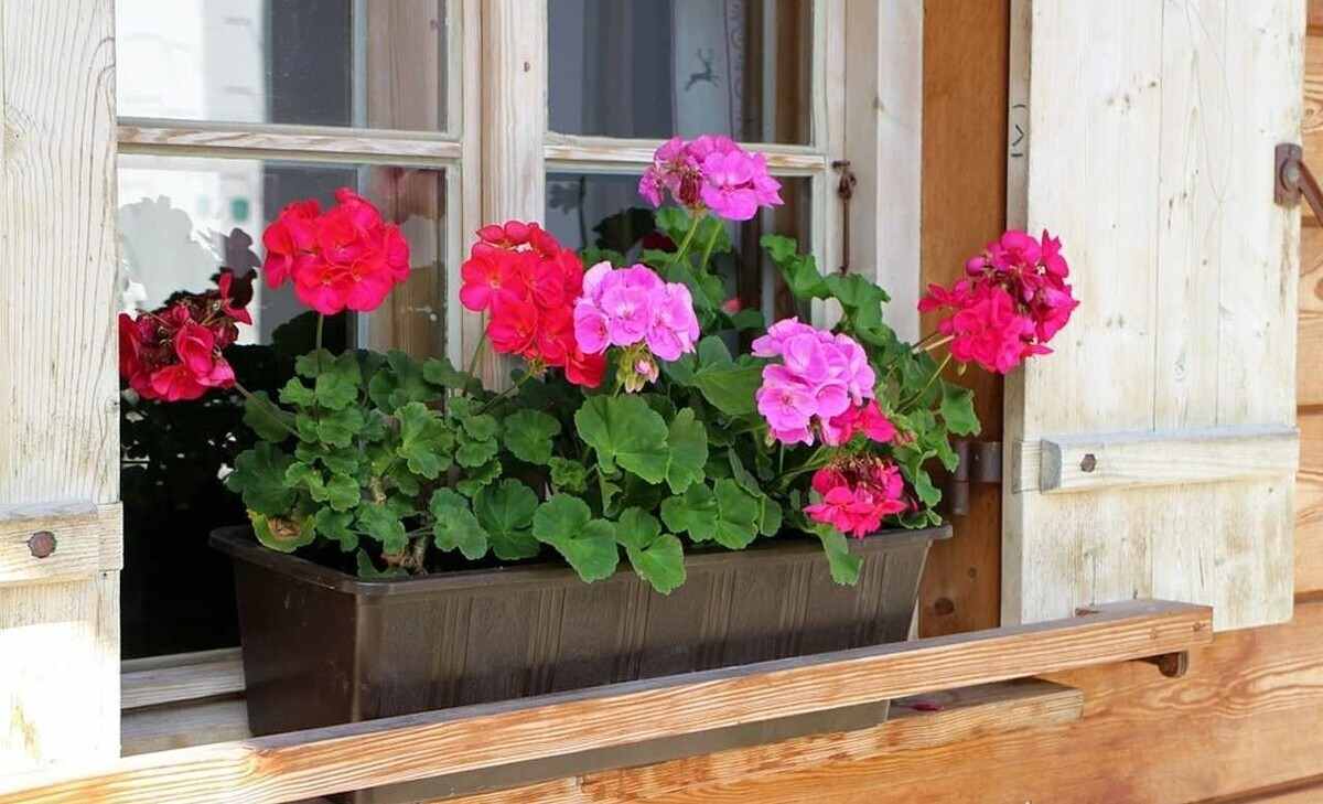 pelargonie