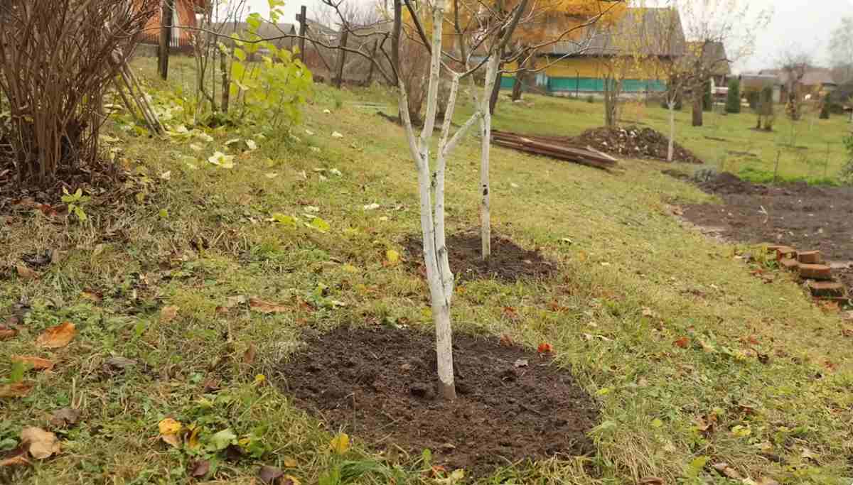 Jesienny trik na wsparcie drzew owocowych. Wiosną plonów będzie więcej
