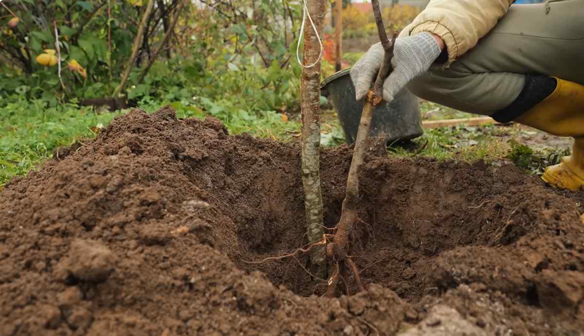 sadzenie drzewka owocowego