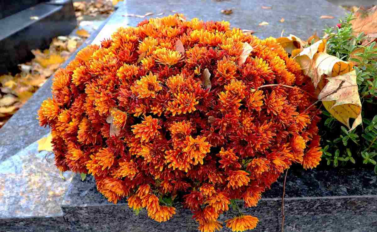chryzantema
