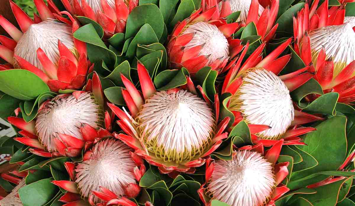 Protea królewska