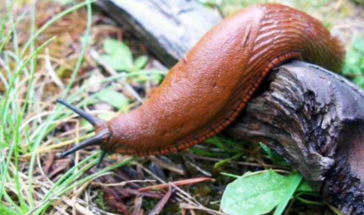 ślimak