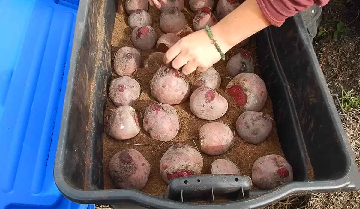przechowywanie buraków