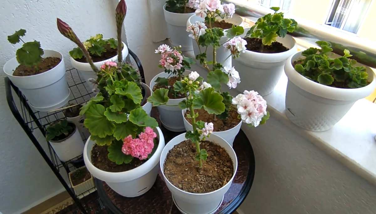 zimowanie pelargonii