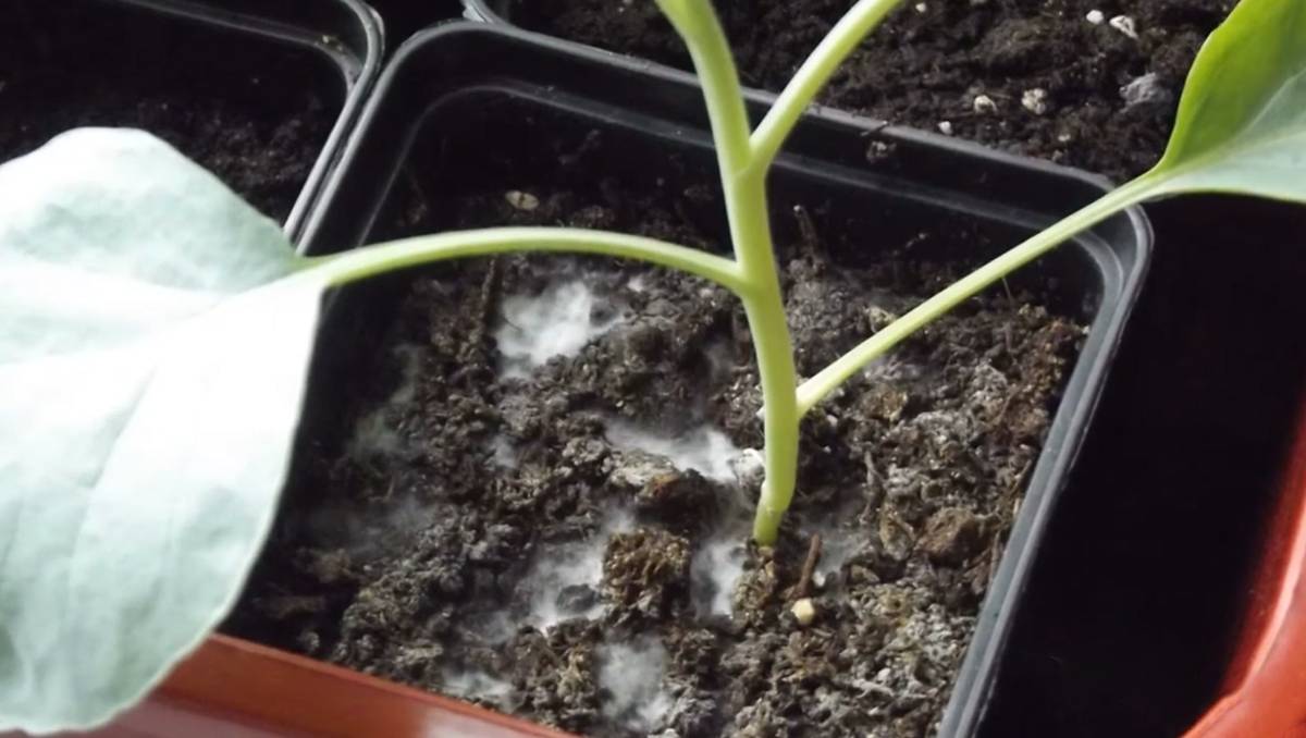 Zrób to, a biały osad zniknie raz na zawsze. Gleba odetchnie z ulgą