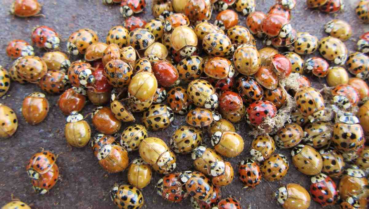 biedronki azjatyckie