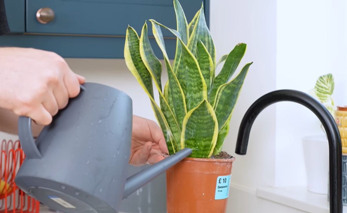 sansevieria