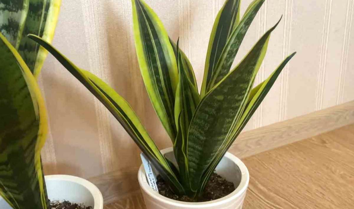 Rewelacyjna odżywka dla sansewierii. Tylko dzięki niej przetrwa zimę