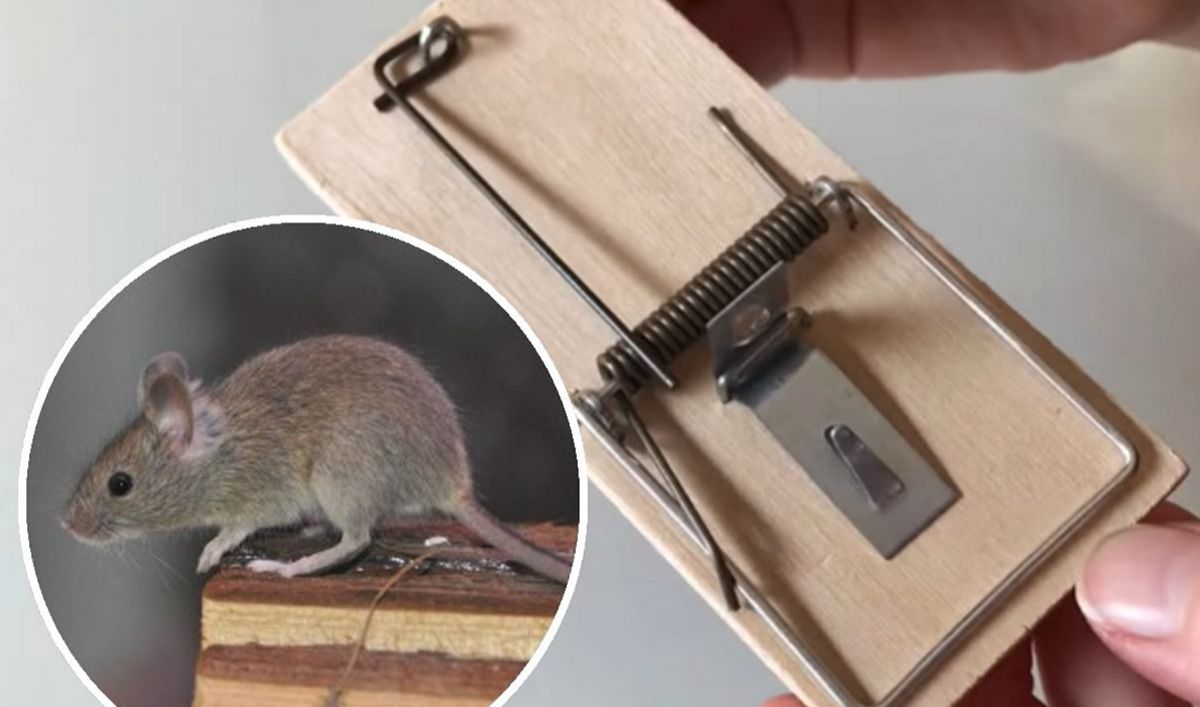 jak pozbyć się myszy i szczurów