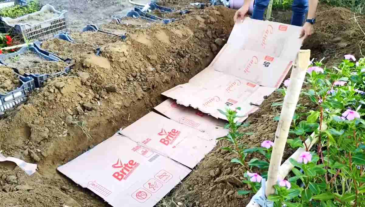 kartony w ogrodzie jako nawóz