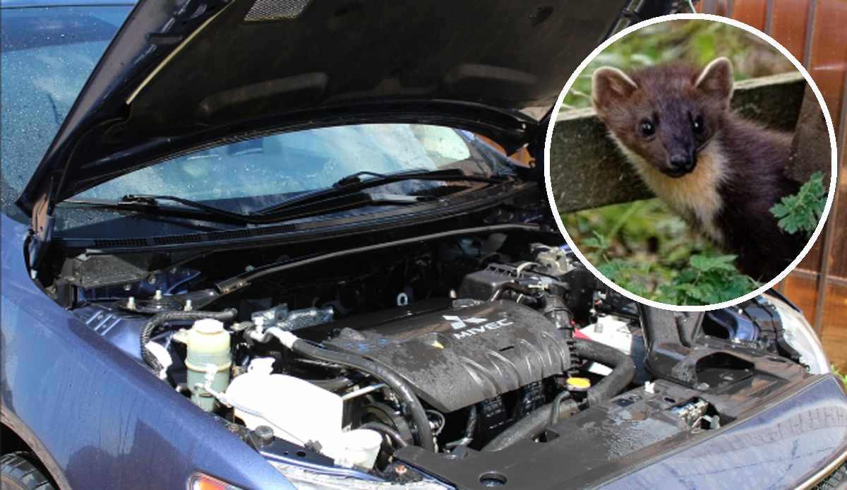 kuna pod maską samochodu