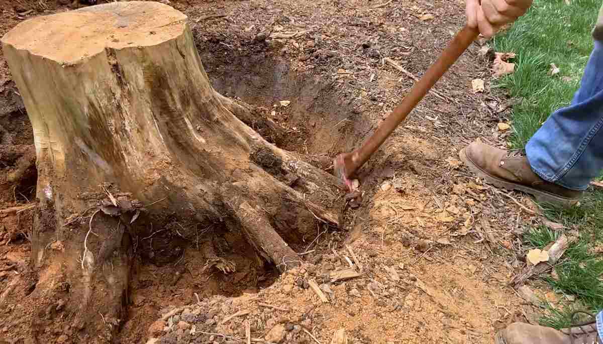 pień po ściętym drzewie