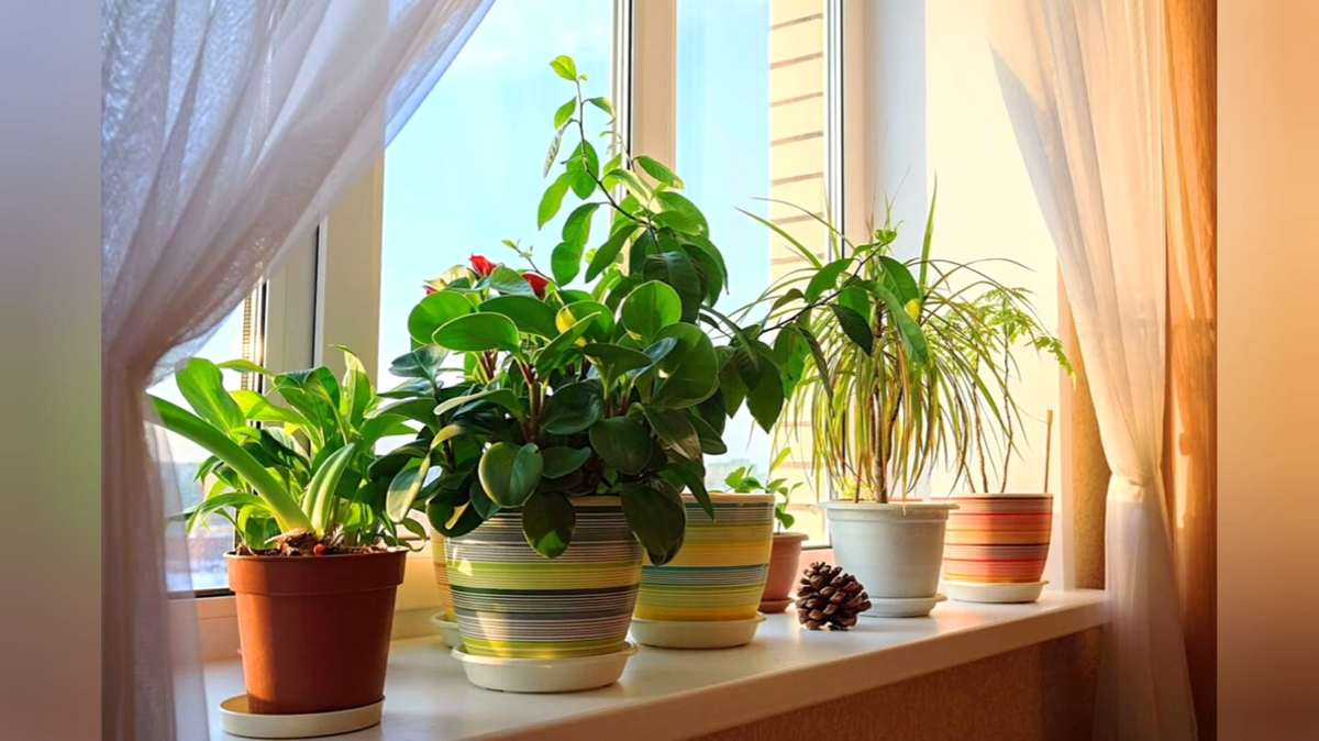 rośliny na parapecie