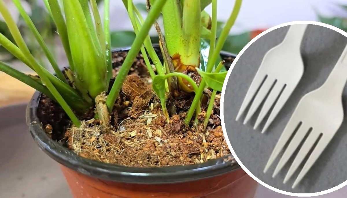 wbij plastikowe widelce do doniczki