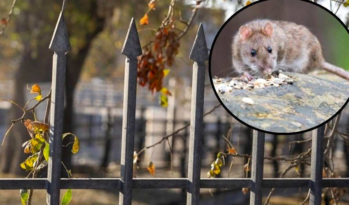 szczury w ogrodzie