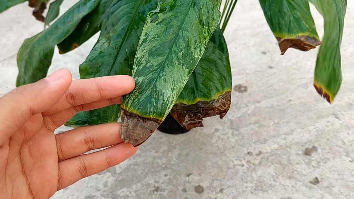brązowe końcówki liści rośliny doniczkowej