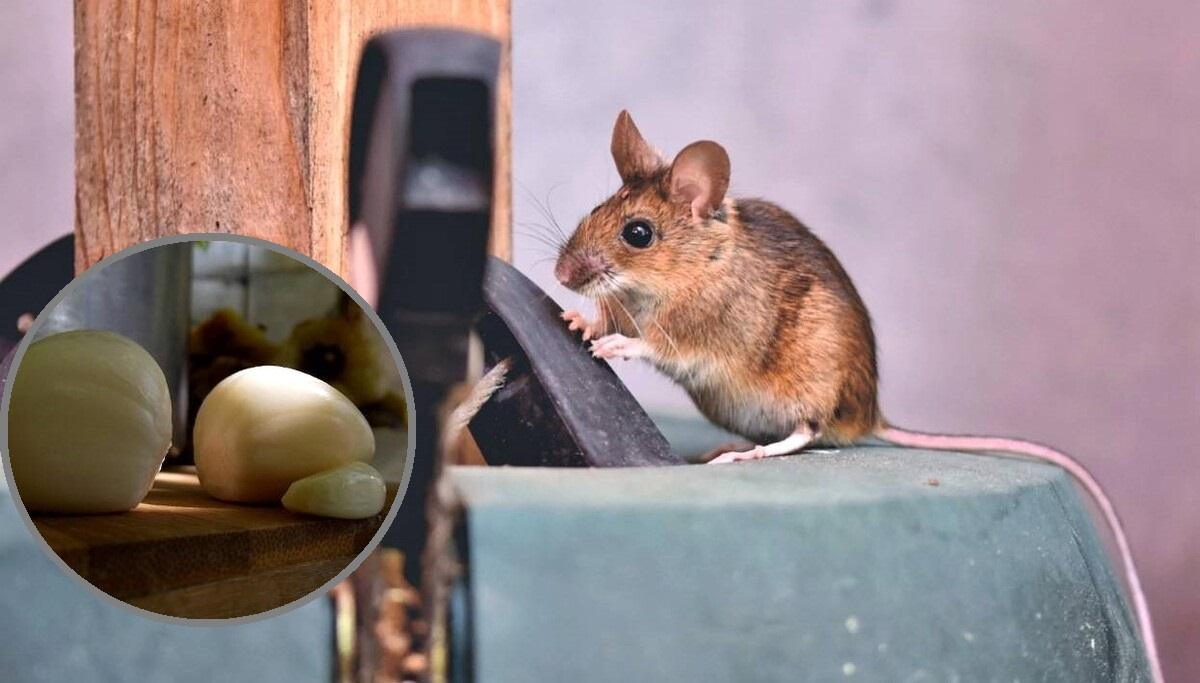 jak odstraszyć gryzonie
