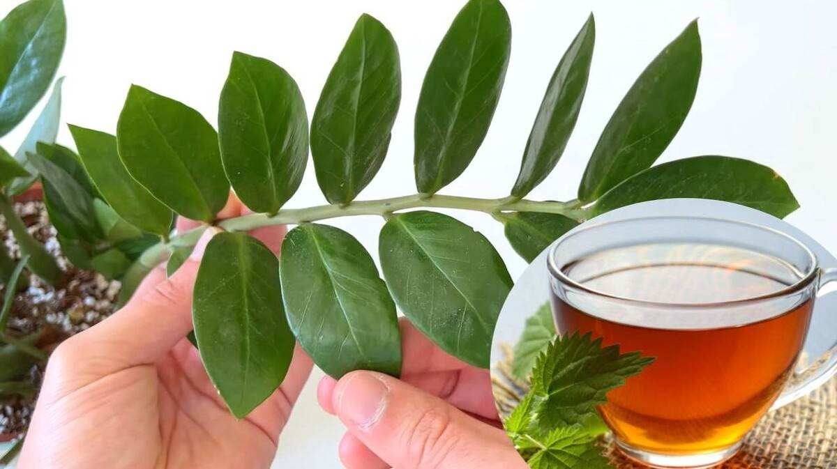 Jak zachęcić zamiokulkasa do zawiązywania nowych liści?