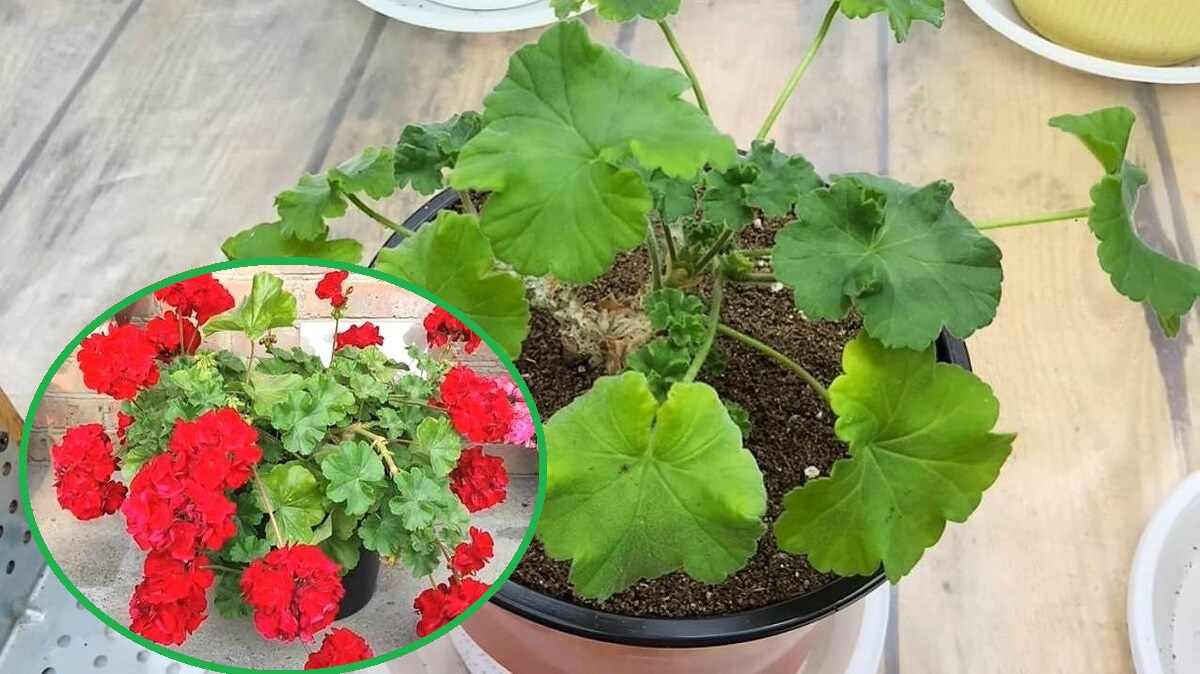 pelargonia