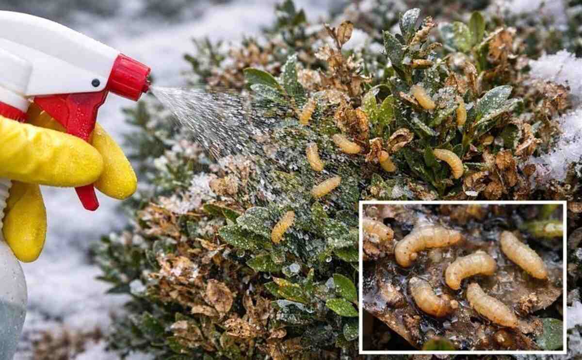 jak pozbyć się ćmy bukszpanowej