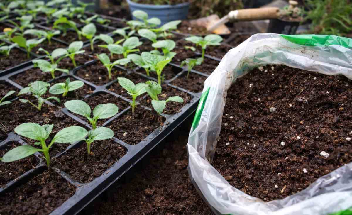 Jaką ziemię wybrać do rozsady?
