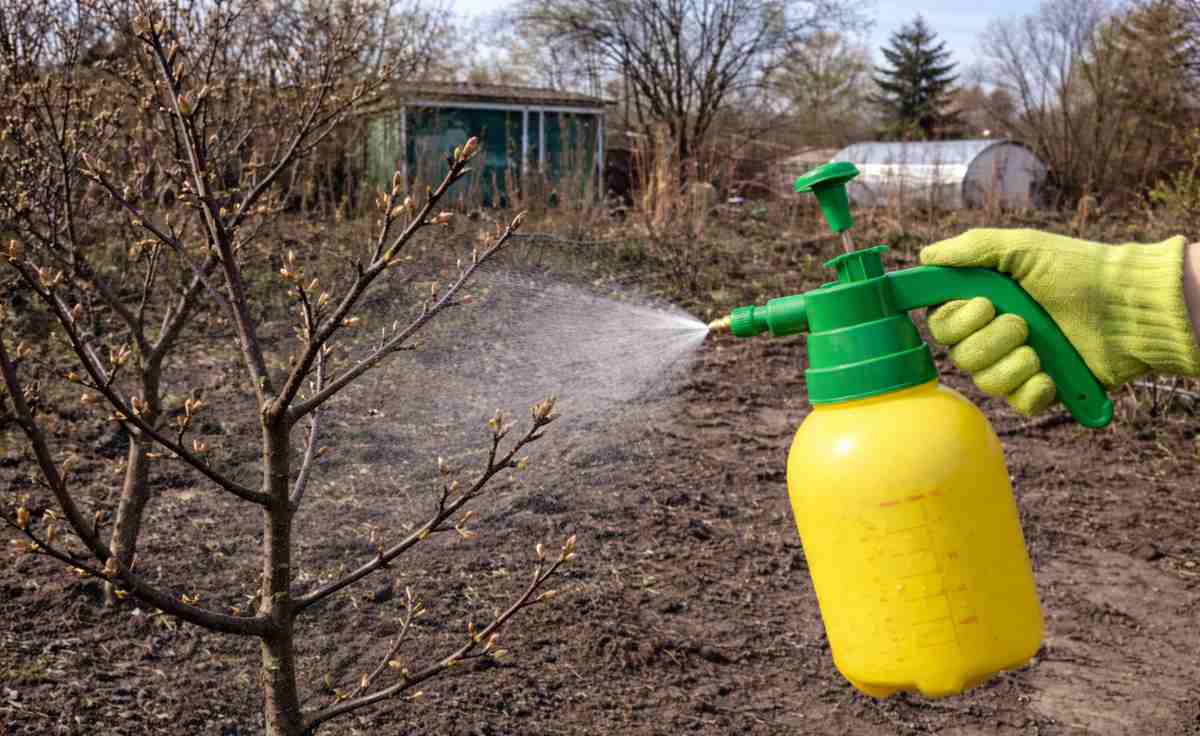 oprysk na drzewa owocowe