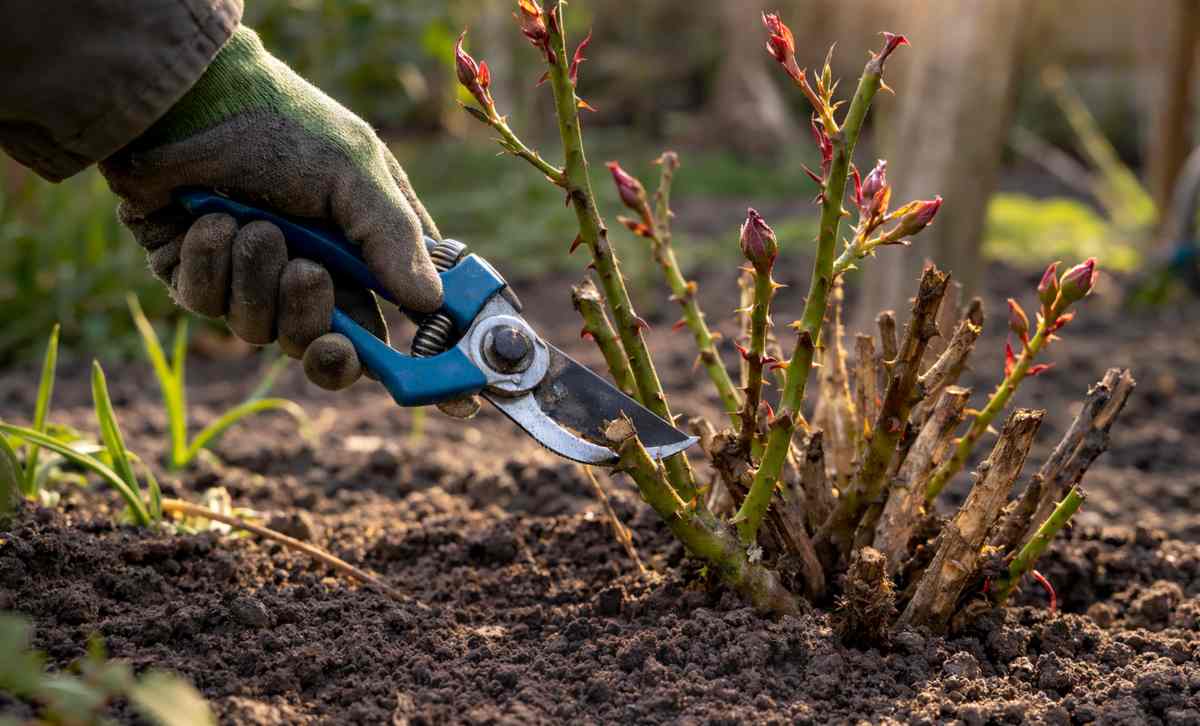 przycinanie róż