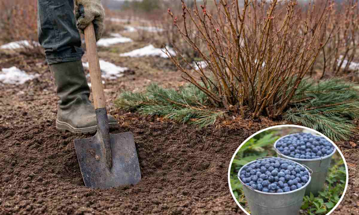 wiosenne prace przy borówce amerykańskiej