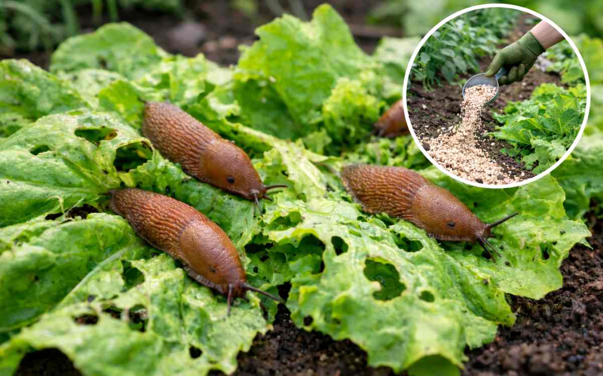 jak pozbyć się ślimaków z ogrodu