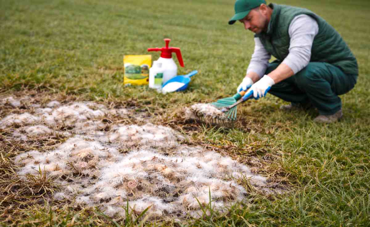pleśń śniegowa na trawniku