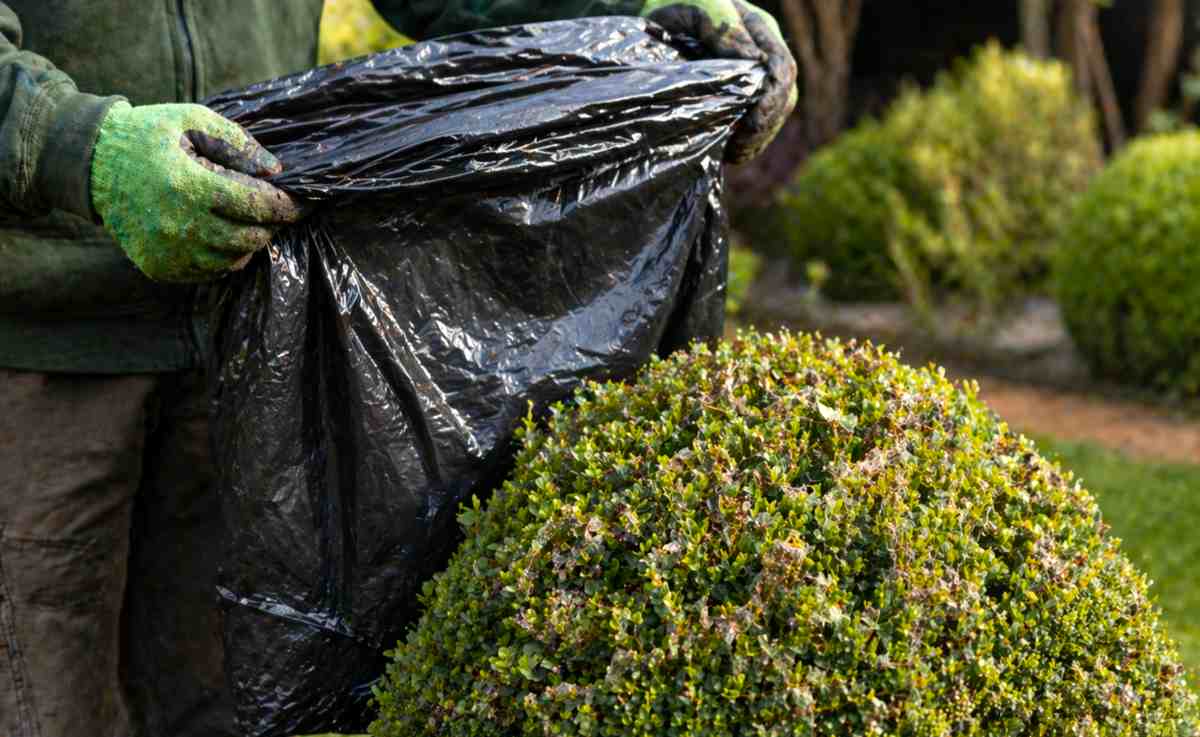 sposób na ćmę bukszpanową