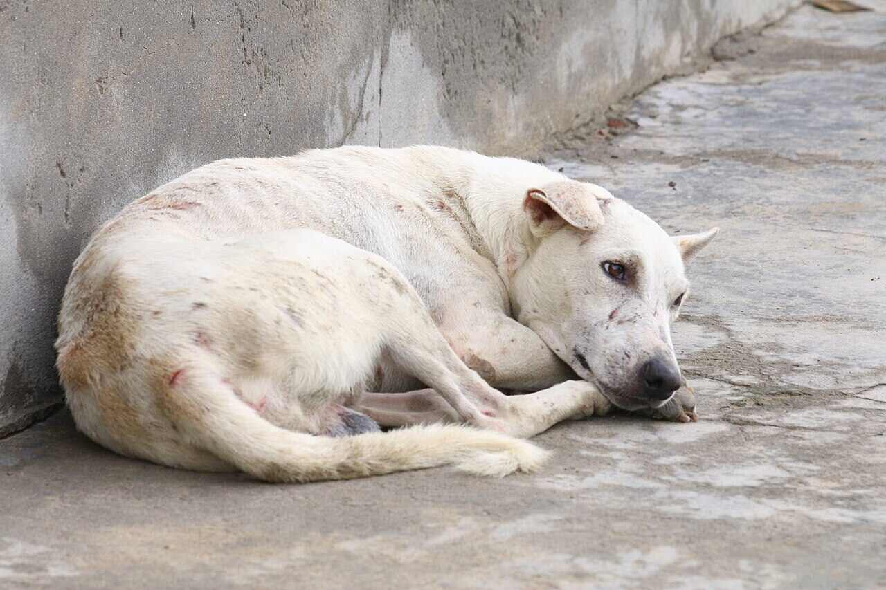 Psy pogryzły 8-letniego chłopca