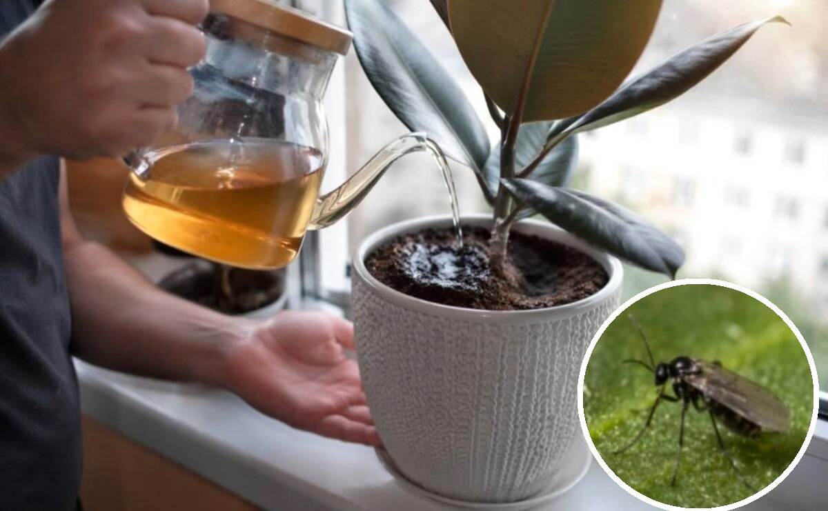 sposób na ziemiórki