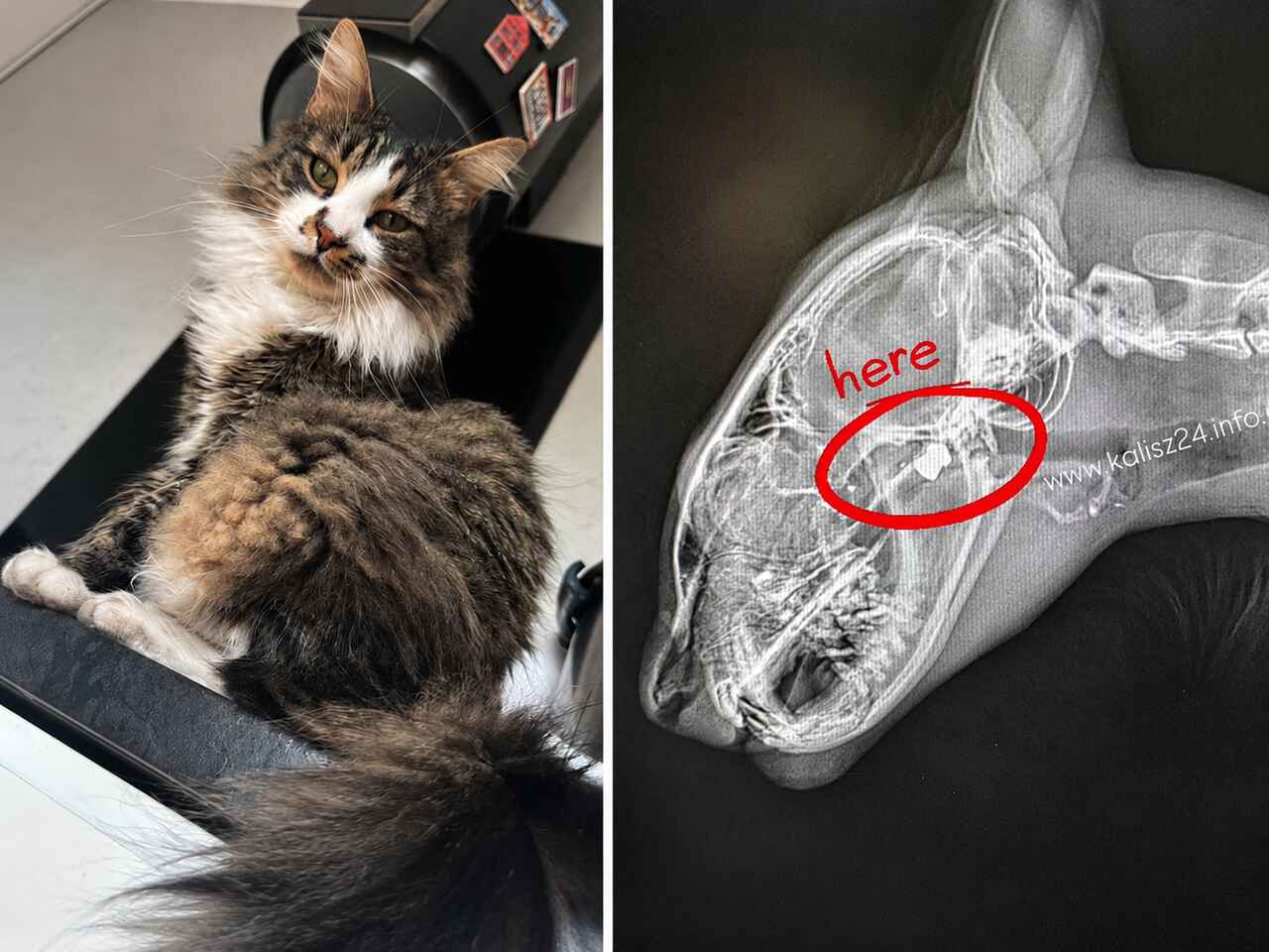 Nagroda za sprawcę postrzelenia kota w Kaliszu