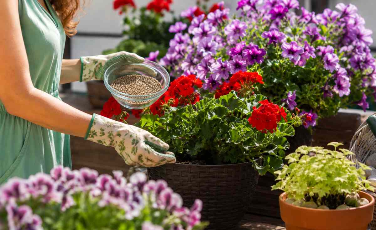 pelargonie i surfinie