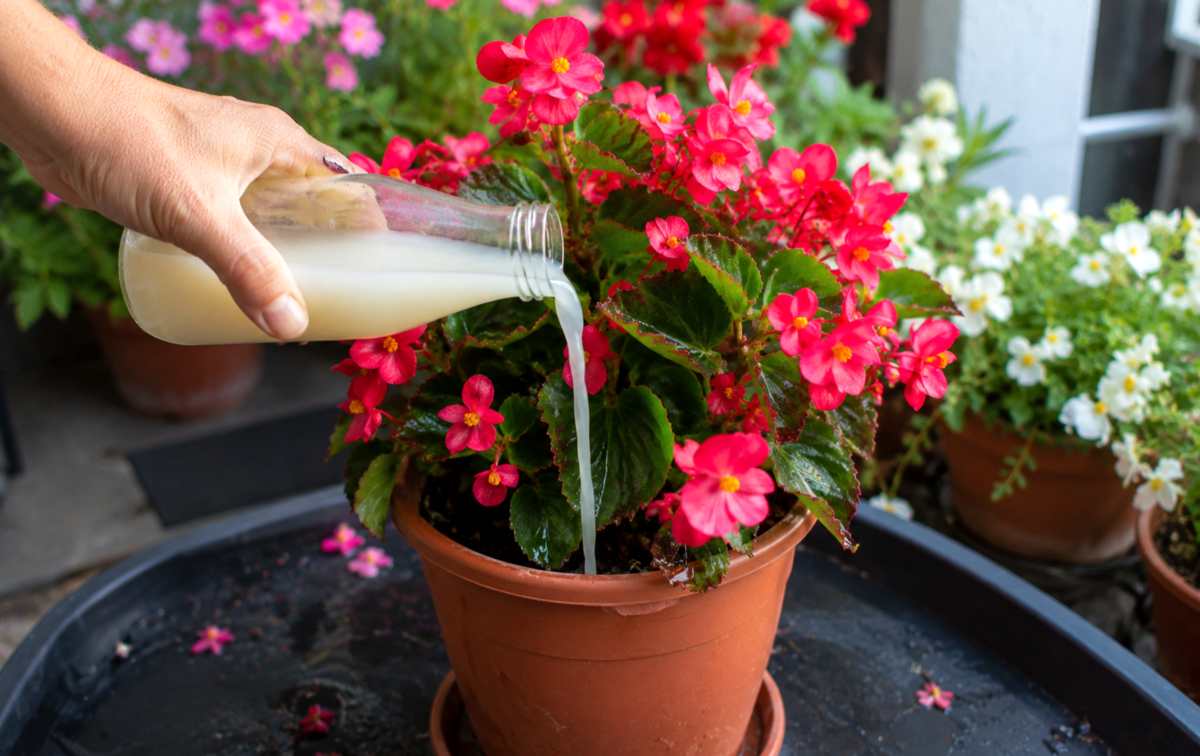 begonia