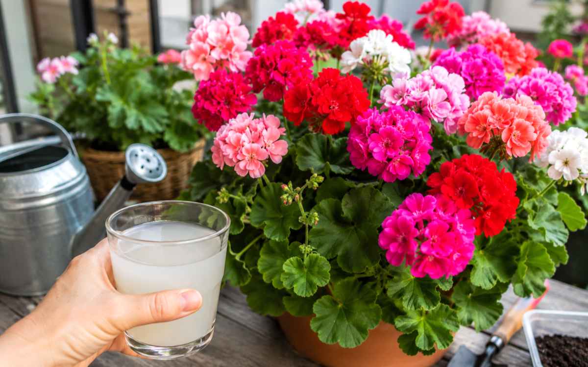 nawożenie pelargonii