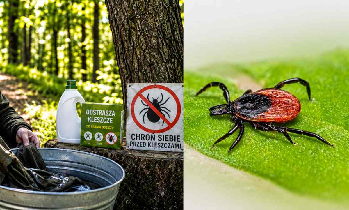 ochrona przed kleszczami