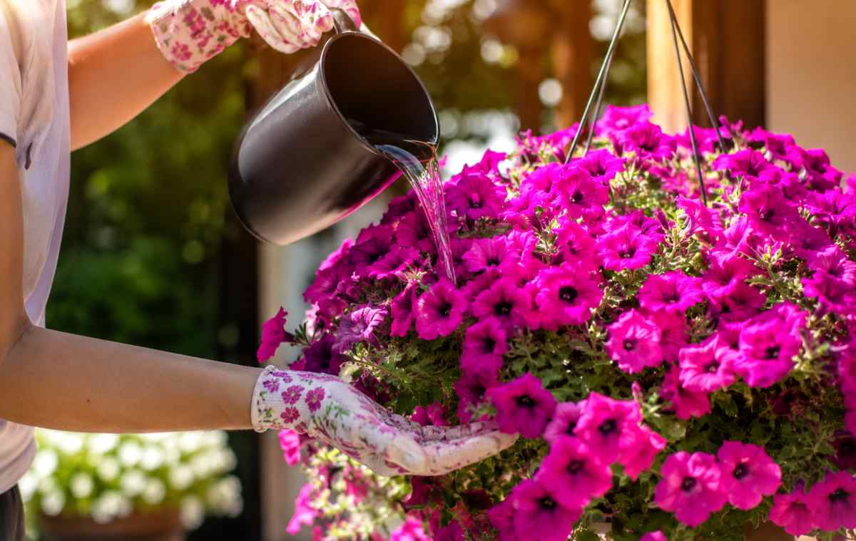 Supertunia Vista
