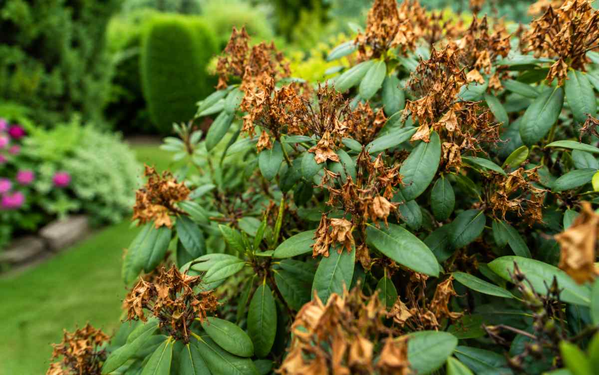 przekwitnięty rododendron