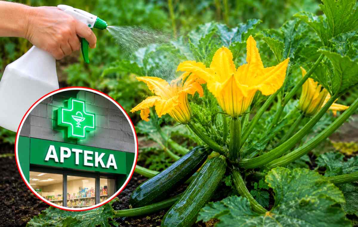 cukinia