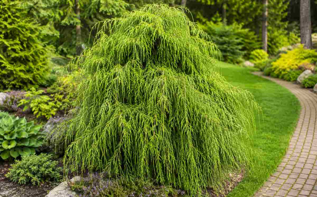 Cyprysik groszkowy (Chamaecyparis pisifera)