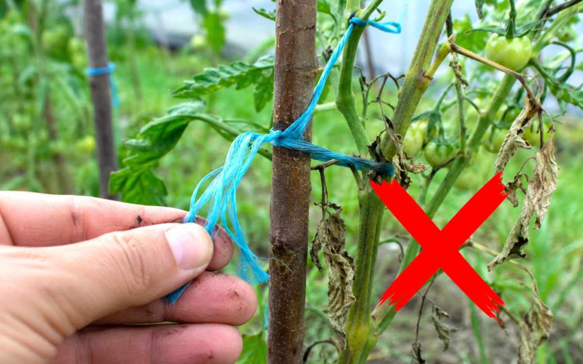 czym nie podwiązywać pomidorów