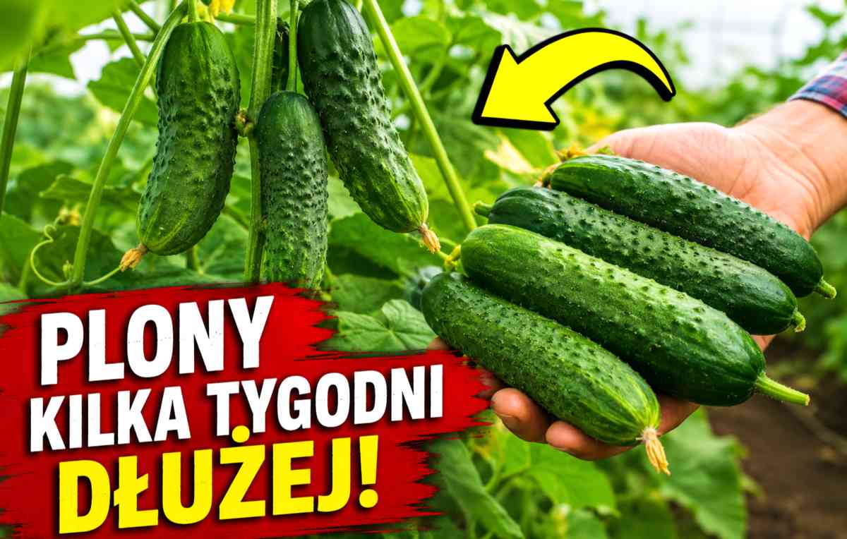 ogórki