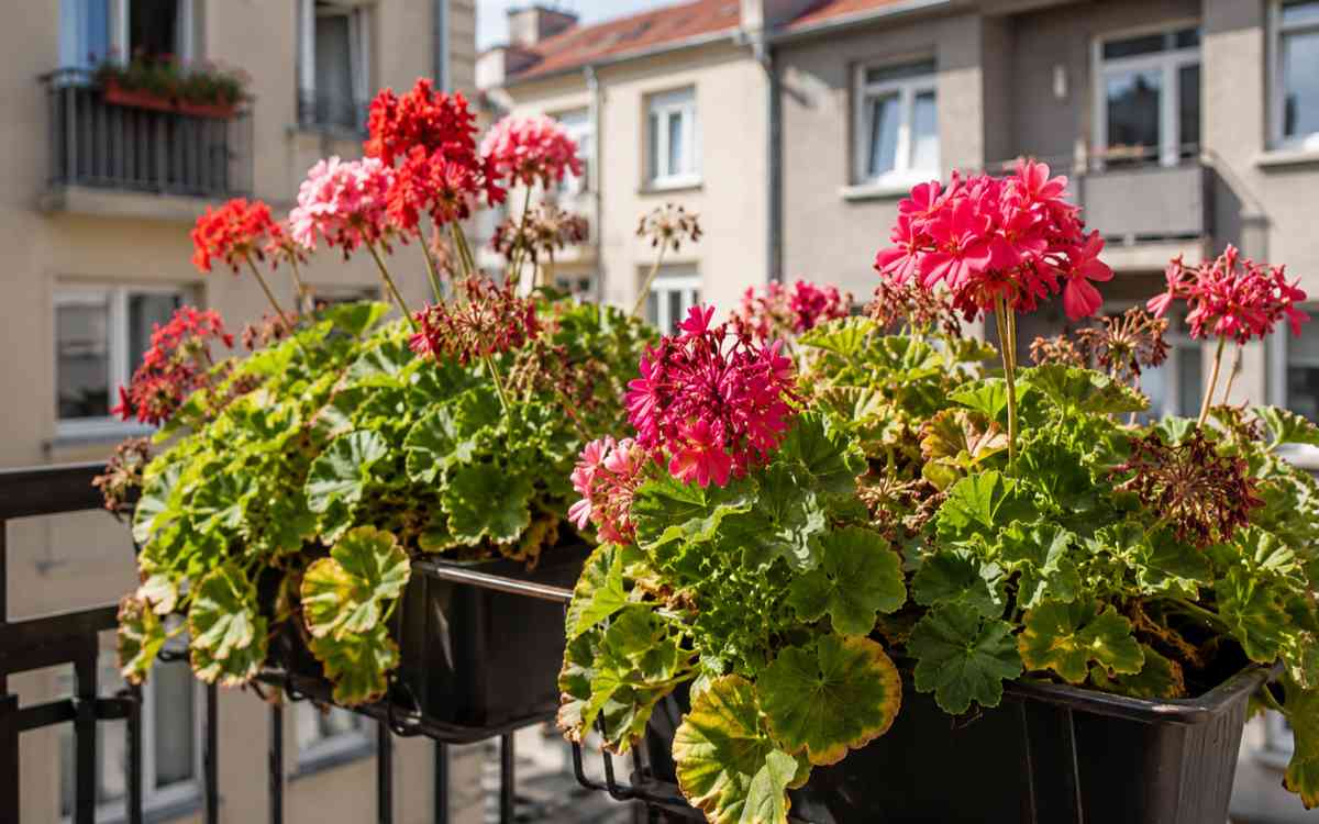 pelargonie